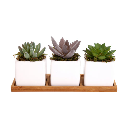 Artificial Succulent In Ceramic Pots With Wooden Tray